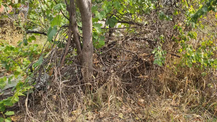 Разчистване на жилище с извозване на отпадъци